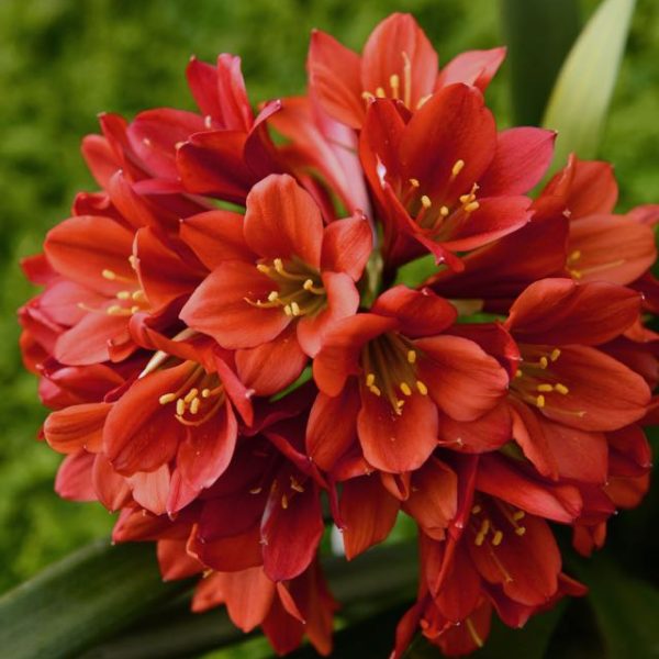 Autumn Maple Leaf & Berry Centerpiece