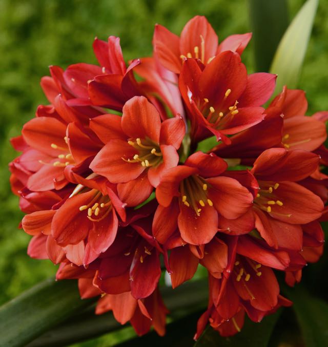 Autumn Maple Leaf & Berry Centerpiece