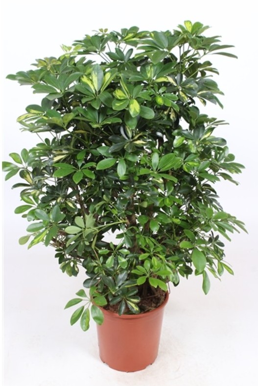 Romantic Peony & Hydrangea - Image 2