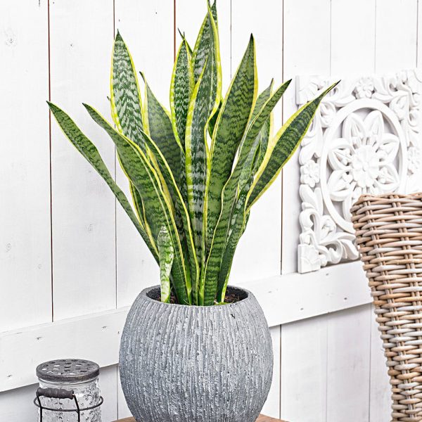 Lavender & Sage Bundle