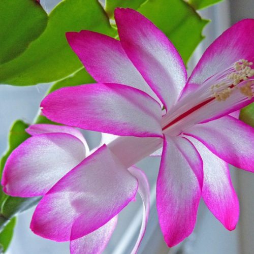 Purple Iris & Sunflower Arrangement