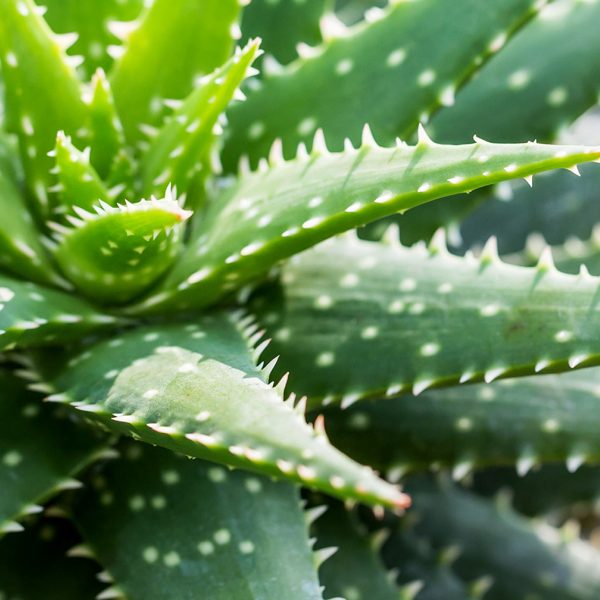 Golden Sunflower & Baby’s Breath