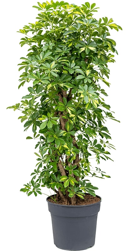 Romantic Peony & Hydrangea - Image 4