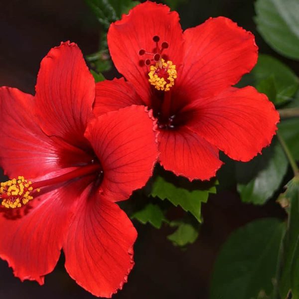 Tropical Hibiscus & Plumeria