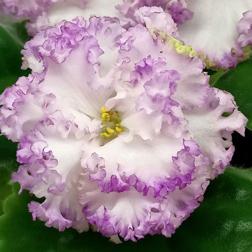 Mixed Roses & Lavender Basket