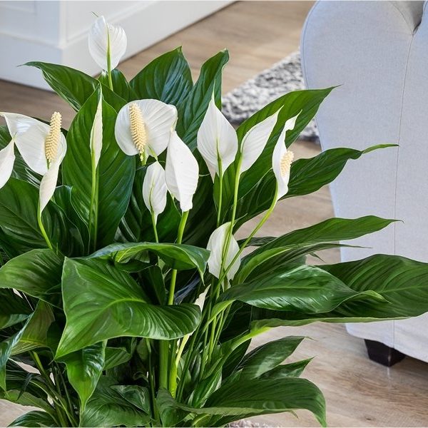 Easter Lily & Tulip Bouquet