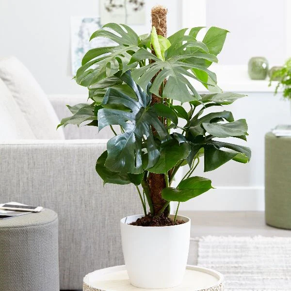 Tropical Bird of Paradise & Palm - Image 4